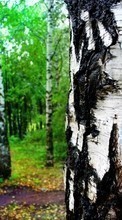 Scaricare immagine 1080x1920 Landscape, Trees, Birches sul telefono gratis.