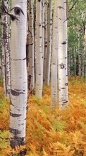 Scaricare immagine Trees,Birches,Landscape sul telefono gratis.