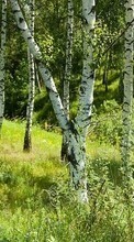 Scaricare immagine Trees, Birches, Landscape, Grass sul telefono gratis.