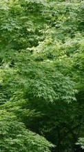 Scaricare immagine Plants, Trees, Backgrounds, Leaves sul telefono gratis.