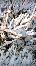 Scaricare immagine 800x480 Winter, Trees, Backgrounds, Snow sul telefono gratis.