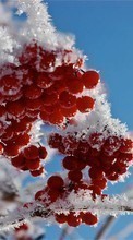 Scaricare immagine Trees, Berries, Plants, Snow, Winter sul telefono gratis.