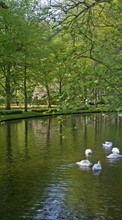 Scaricare immagine Trees, Swans, Boats, Landscape, Birds, Rivers, Animals sul telefono gratis.