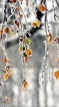 Scaricare immagine Trees, ice, Leaves, Landscape sul telefono gratis.