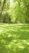 Scaricare immagine 240x320 Landscape, Nature, Trees, Grass, Summer sul telefono gratis.