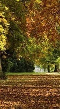 Scaricare immagine Landscape, Trees, Autumn, Leaves, Parks sul telefono gratis.
