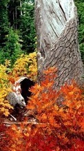 Scaricare immagine 480x800 Landscape, Trees, Autumn, Leaves sul telefono gratis.