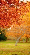 Scaricare immagine Trees, Leaves, Autumn, Landscape sul telefono gratis.