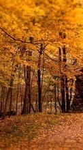 Trees, Leaves, Autumn, Landscape per Samsung B3410