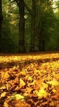 Scaricare immagine Trees,Leaves,Autumn,Landscape sul telefono gratis.