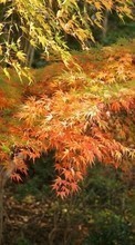 Scaricare immagine 128x160 Landscape, Trees, Autumn, Leaves sul telefono gratis.