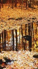 Scaricare immagine Landscape, Nature, Trees, Autumn, Leaves sul telefono gratis.