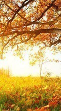 Scaricare immagine Trees, Leaves, Autumn, Landscape, Plants sul telefono gratis.
