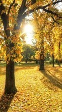 Scaricare immagine Trees, Leaves, Autumn, Landscape, Sun sul telefono gratis.
