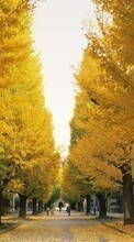 Scaricare immagine Trees, Leaves, Autumn, Landscape, Streets sul telefono gratis.