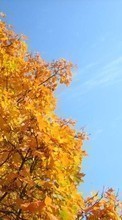Scaricare immagine Plants, Trees, Autumn sul telefono gratis.