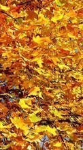 Scaricare immagine 540x960 Plants, Trees, Autumn, Leaves sul telefono gratis.