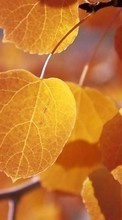 Scaricare immagine Plants, Trees, Autumn, Leaves sul telefono gratis.