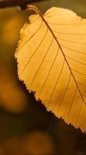 Scaricare immagine Trees, Leaves, Autumn, Plants sul telefono gratis.