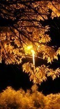 Scaricare immagine 1280x800 Landscape, Trees, Autumn, Leaves sul telefono gratis.