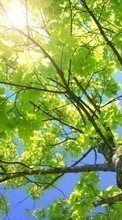 Scaricare immagine 320x480 Landscape, Trees, Leaves, Sun sul telefono gratis.