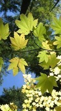 Scaricare immagine Trees, Leaves, Plants sul telefono gratis.