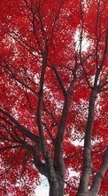 Scaricare immagine Trees,Leaves,Plants sul telefono gratis.