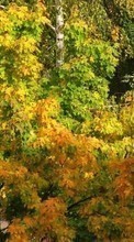 Scaricare immagine 320x240 Plants, Trees, Leaves sul telefono gratis.