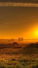 Scaricare immagine Trees, Horses, Landscape, Fields, Sunset sul telefono gratis.