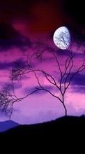 Scaricare immagine Landscape, Trees, Sky, Moon sul telefono gratis.