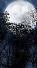Scaricare immagine Trees, Moon, Night, Landscape sul telefono gratis.