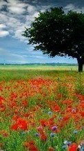 Scaricare immagine Trees, Poppies, Landscape, Fields sul telefono gratis.