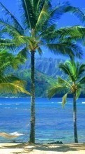 Scaricare immagine Trees, Sea, Palms, Landscape, Beach sul telefono gratis.
