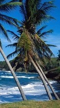 Scaricare immagine Trees, Sea, Palms, Nature, Water sul telefono gratis.