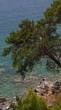 Scaricare immagine Trees, Sea, Landscape sul telefono gratis.