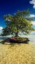 Scaricare immagine Trees,Sea,Landscape sul telefono gratis.