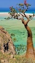 Scaricare immagine Trees, Sea, Landscape, Plants sul telefono gratis.