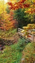 Scaricare immagine 540x960 Plants, Landscape, Rivers, Bridges, Trees, Autumn sul telefono gratis.