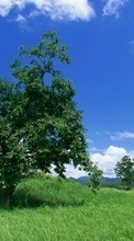 Scaricare immagine Trees, Sky, Clouds, Landscape sul telefono gratis.