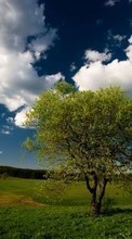 Scaricare immagine Trees, Sky, Clouds, Landscape, Fields sul telefono gratis.