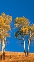 Scaricare immagine Trees, Sky, Autumn, Landscape, Fields sul telefono gratis.
