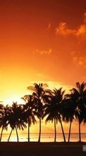 Scaricare immagine Landscape, Trees, Sunset, Sky, Palms sul telefono gratis.