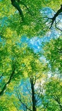 Scaricare immagine Trees, Sky, Landscape sul telefono gratis.