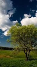 Scaricare immagine Landscape, Trees, Sky sul telefono gratis.