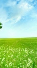 Scaricare immagine Trees, Sky, Landscape, Fields sul telefono gratis.