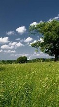 Scaricare immagine Landscape, Trees, Grass, Sky sul telefono gratis.