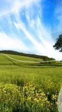 Landscape, Trees, Grass, Sky per Fly Nimbus 3 FS501