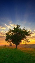 Scaricare immagine Landscape, Trees, Sunset, Sky sul telefono gratis.
