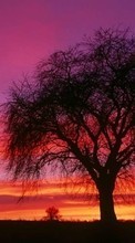 Scaricare immagine 240x320 Landscape, Trees, Sunset, Sky sul telefono gratis.