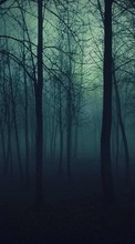 Trees, Night, Landscape per OnePlus 8T